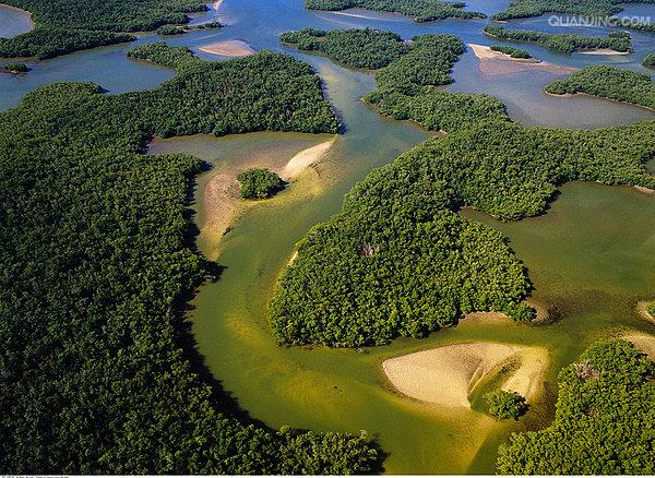  p>红树林(mangrove)是生长在热带,亚热带海岸潮间带,由红树植物为