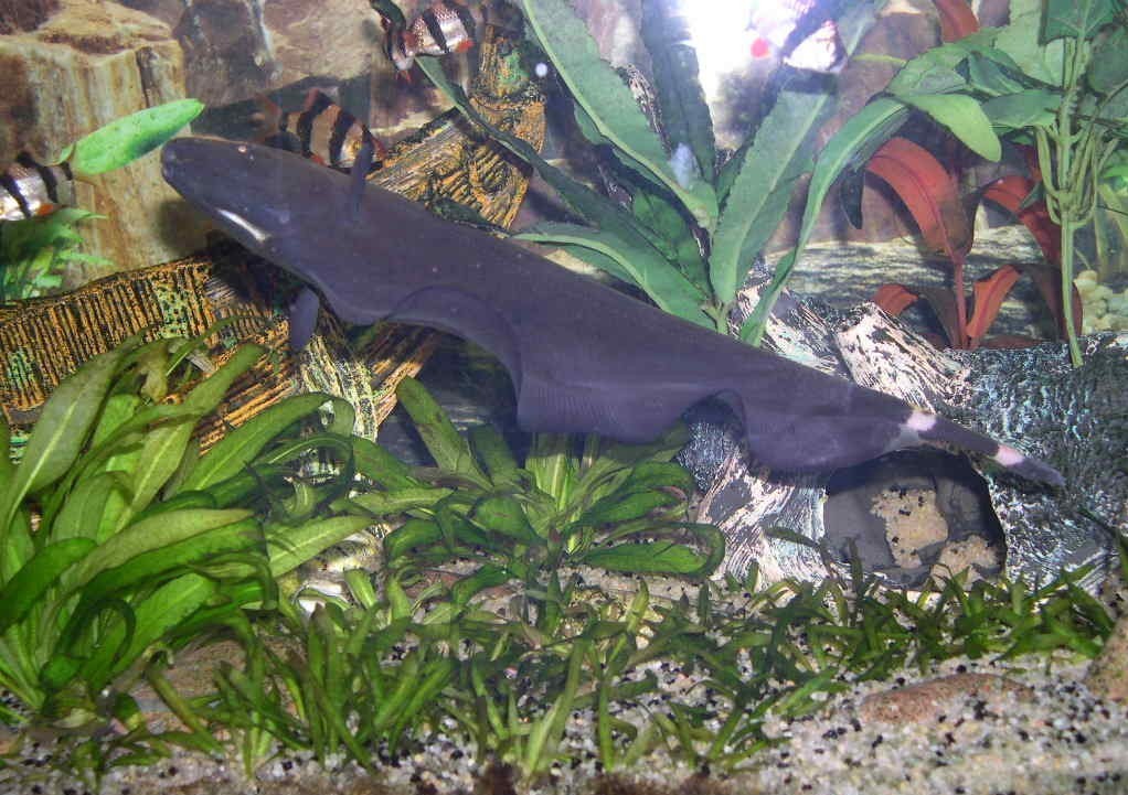  p>线翎电鳗,又名黑魔鬼鱼,英文名:black ghost fish,在国内更通俗的