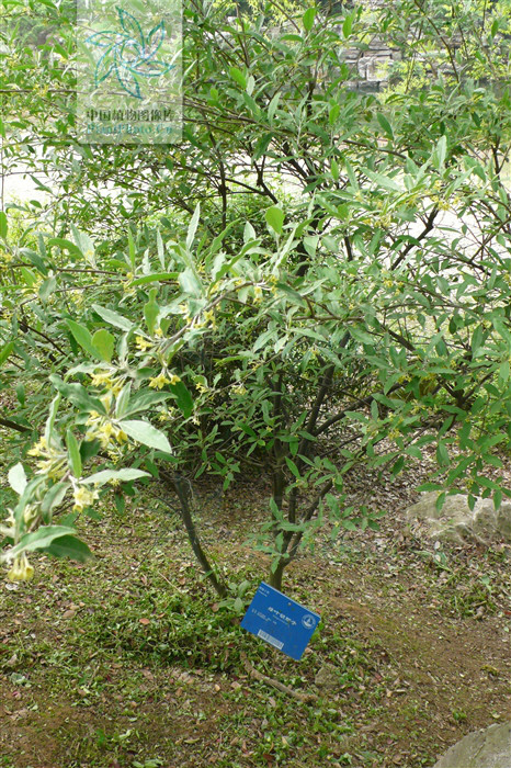  p>绿叶胡颓子(elaeagnus viridis serv.