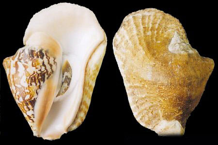  p>阔唇凤凰螺(学名:tricornis latissimus)雌雄异体.
