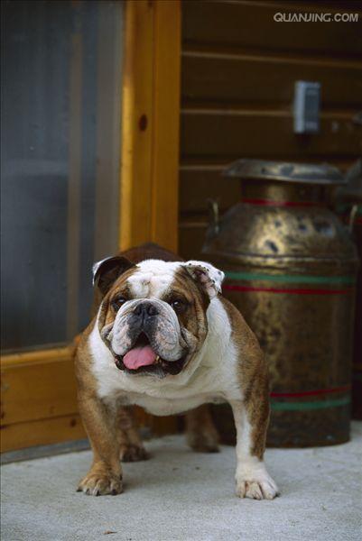 英国斗牛犬bulldog