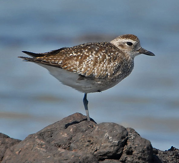  p>灰斑鸻(学名: i>pluvialis squatarola /i>)属小型 a target="