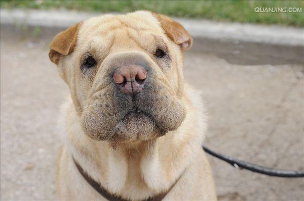 皮犬,英文名 sharpei,产于中国广东南海大沥镇一带,是世界名种斗狗之