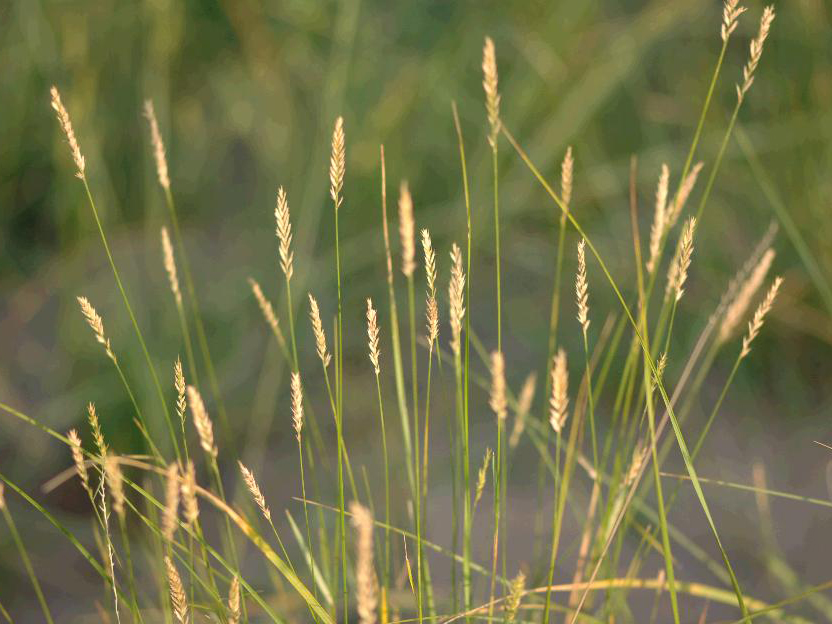 宁夏回族自治区哈巴湖国家级自然保护区