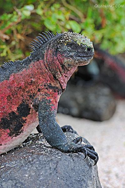  p data-id="tiud6stresrd">海鬣蜥是蜥蜴目美洲