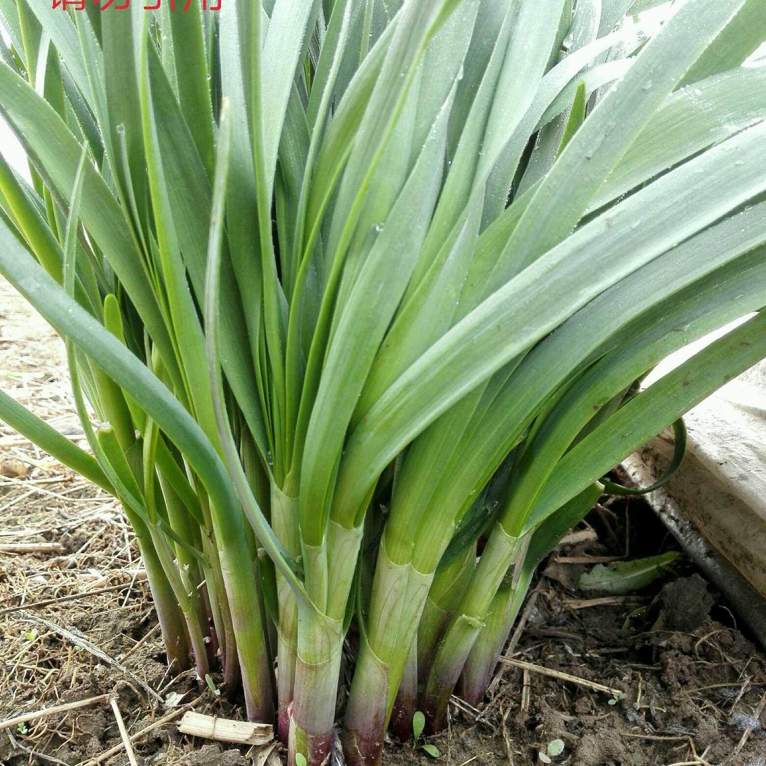 寿光独根红韭菜