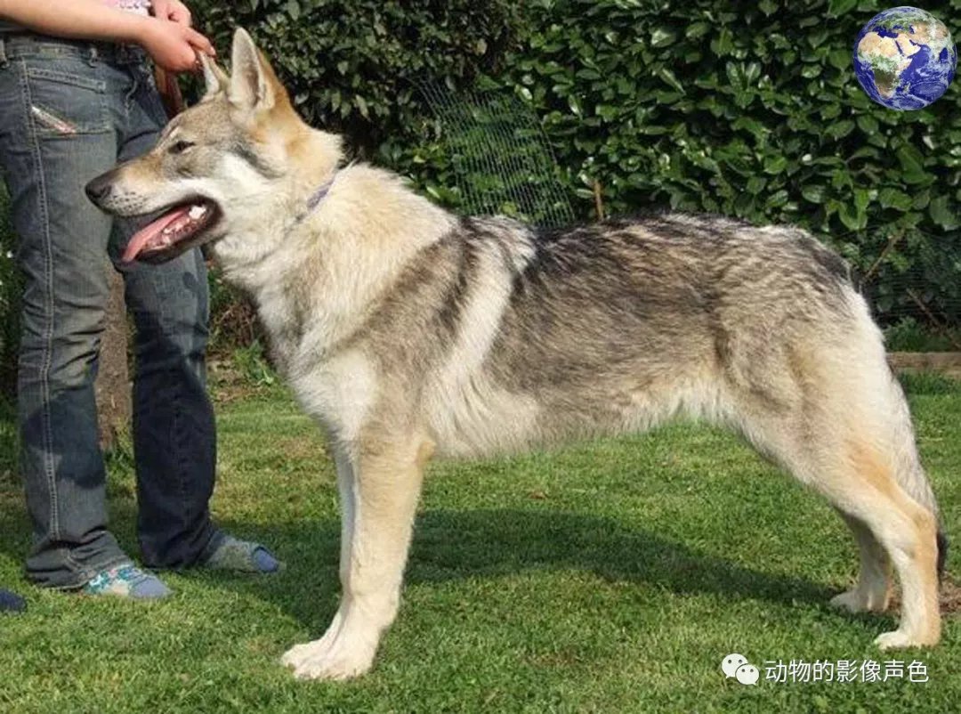 威武雄壮的捷克狼犬，专门由特种部队培育出来的特种犬_百科TA说