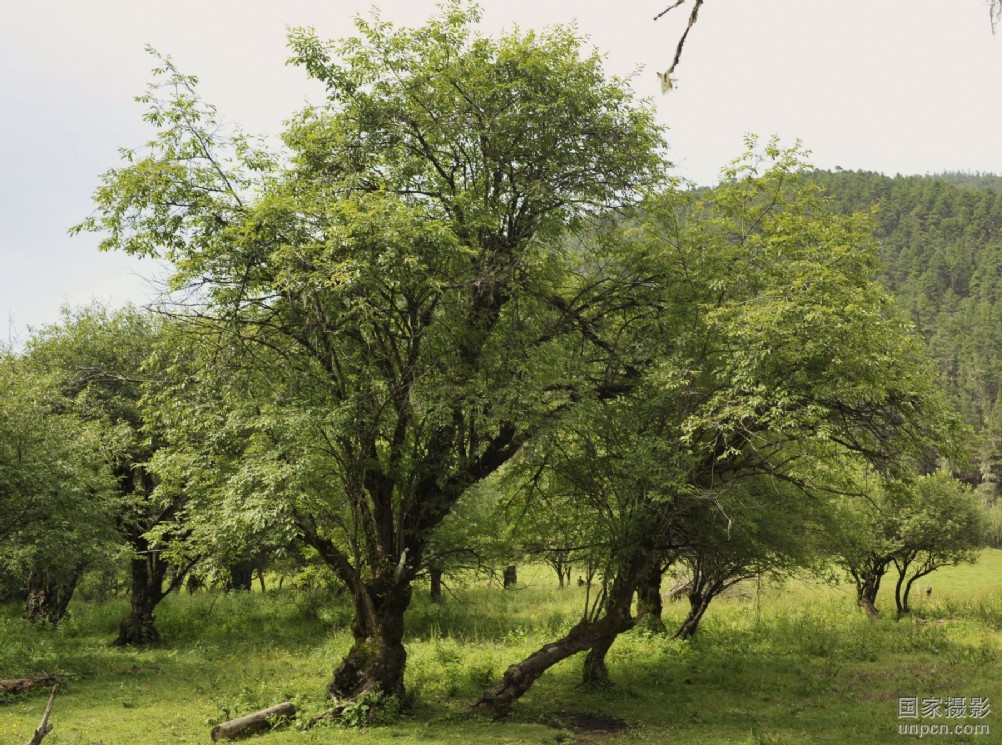  p>藏柳(学名:salix zangica n. chao)是杨柳科柳属植物.