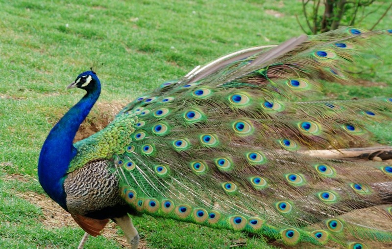 class="ref" data-ctrid="tfbbhccjpkcn">孔雀是雉科孔雀属的鸟类动物