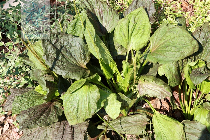 p>巨车前(学名:plantago maxima juss. ex jacq.