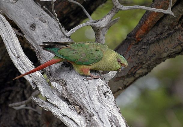  p>南方锥尾鹦鹉(学名: i>enicognathus ferrugineus /i>):是鸟纲