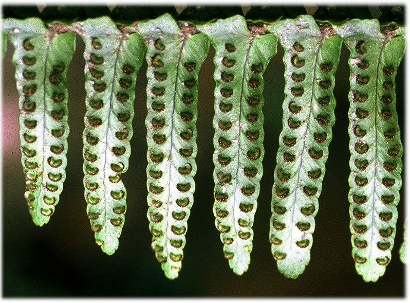  p>孢子囊是植物或真菌制造并容纳 a target="_blank" href="/item