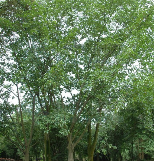  p>枕果榕(学名: i>ficus drupacea /i> thunb.