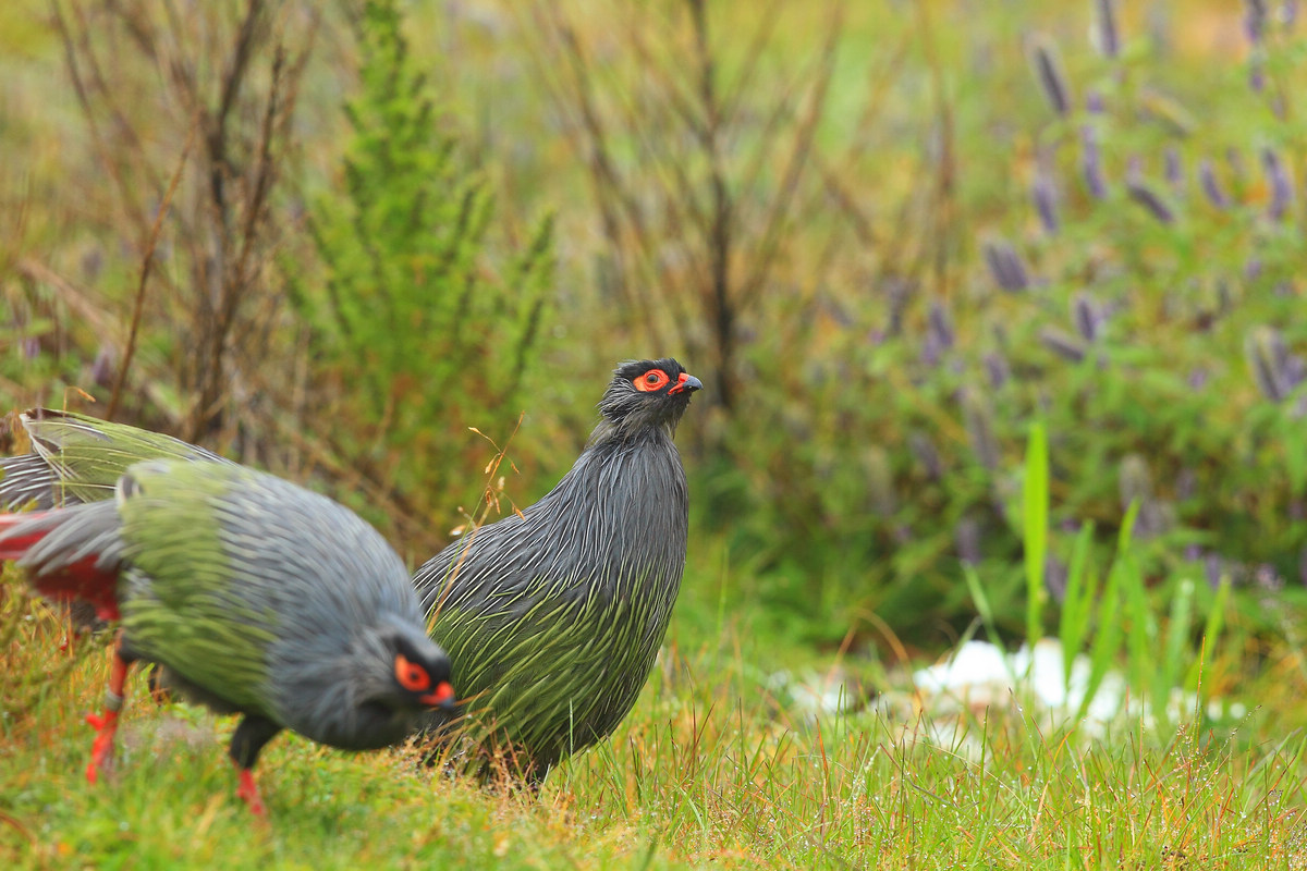  p>血雉(学名: i>ithaginis cruentus /i>)雉科血雉属鸟类,别名血鸡