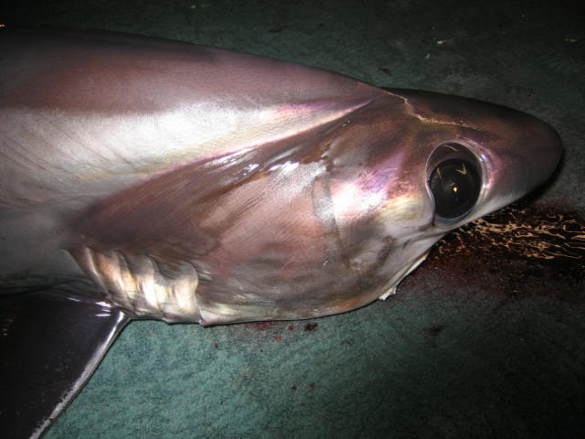  p>深海长尾鲨(学名: i>alopias superciliosus /i>):是长尾鲨科