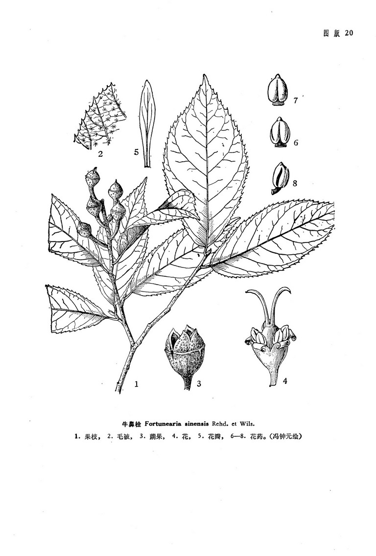 et wils), a target="_blank" href="/item/金缕梅科/8425109" data