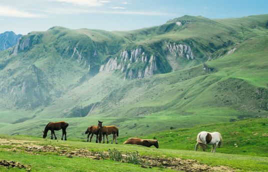 牧草地 百度百科