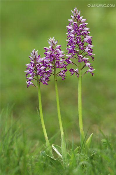 k8qqt">被子植物的花,有的是单朵花单生于枝的顶端或叶腋处,称单生花