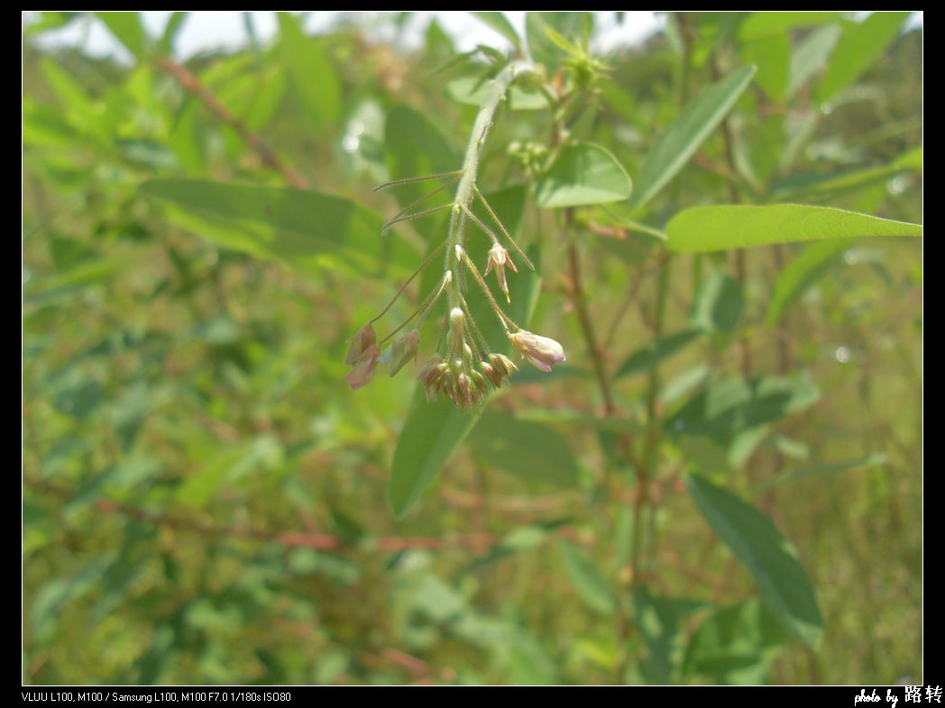 为 a target="_blank" href="/item/双子叶植物纲">双子叶植物纲 a>>