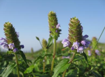  p>夏枯草(学名: i>prunella vulgaris  /i>l),别名:麦穗夏枯草,铁线