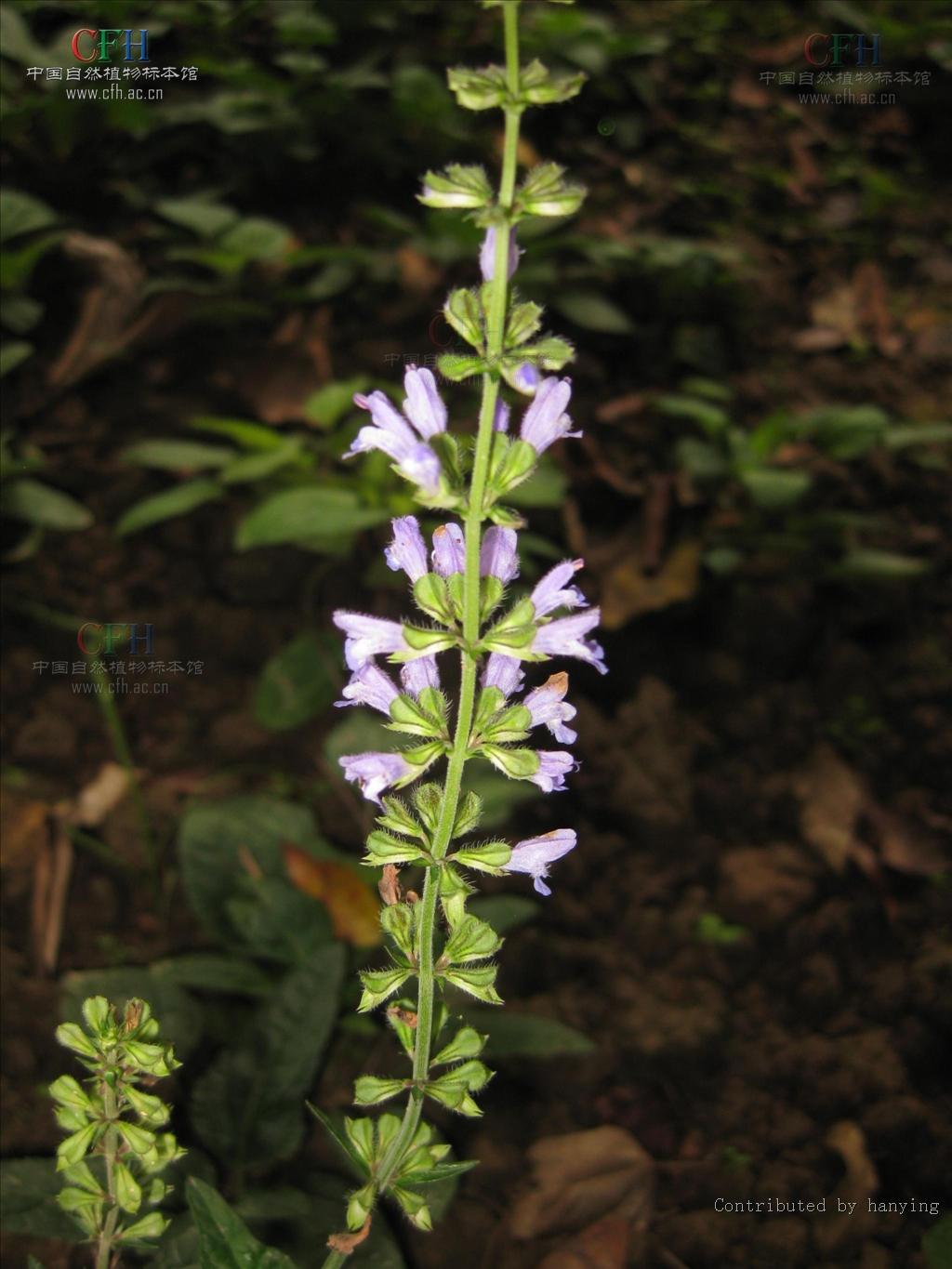 茜草科茜草属多年生藤本植物.