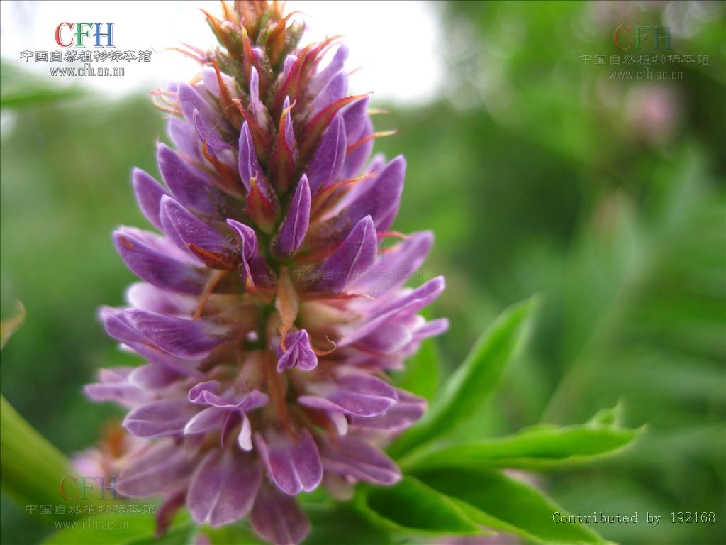 豆科甘草属多年草本植物,根外皮褐色里面淡黄色,味甜;茎直立,多乏枝