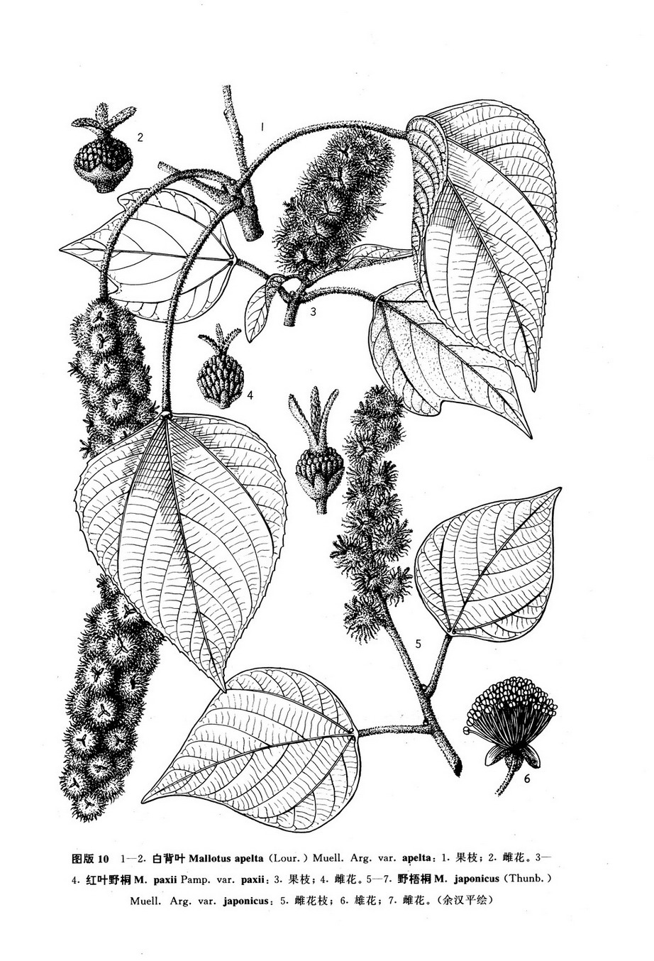 红叶野桐