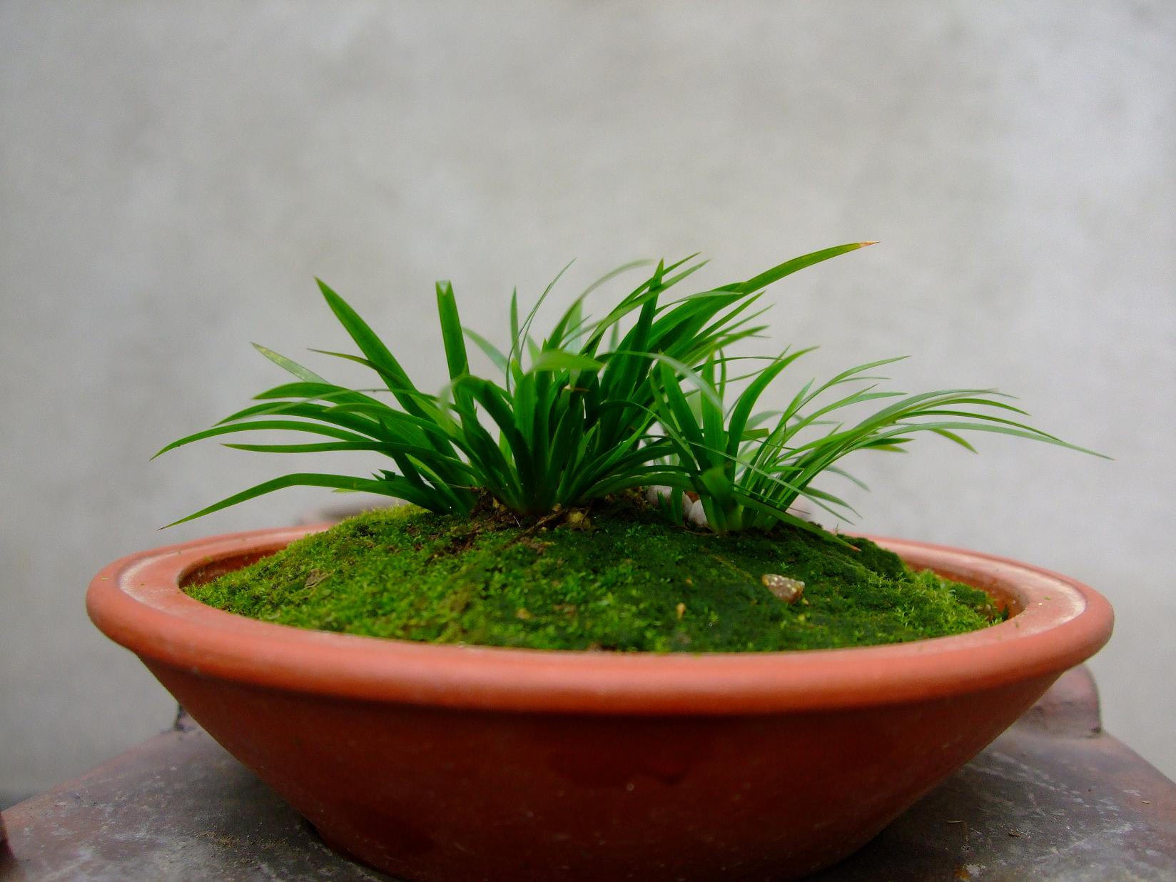  p>菖蒲(学名: i>acorus calamus /i> l.