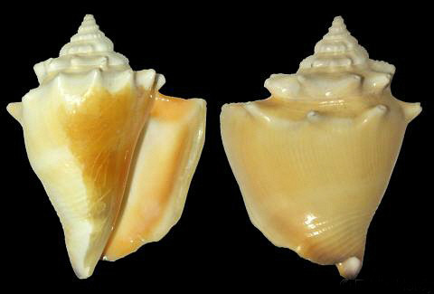  p>金拳凤凰螺(学名: i>strombus pugilis /i>)雌雄异体.