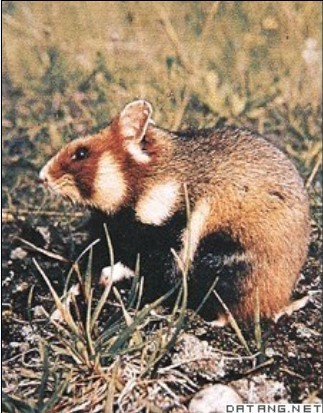  p>布氏田鼠(学名: i>lasiopodomys brandtii /i>),别称 a href="#"