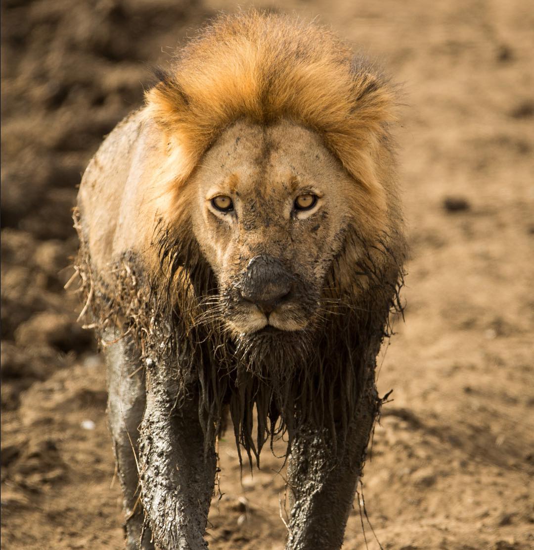  p>马赛狮是狮子的原亚种,俗称东非狮.