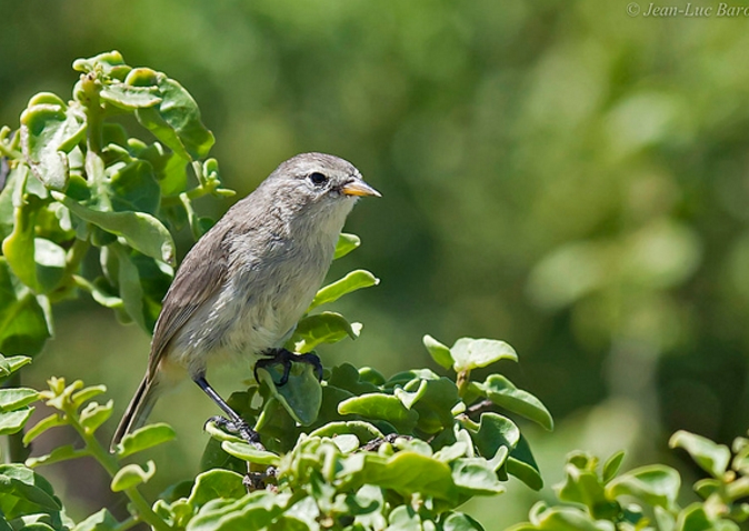 p>加岛莺雀属(学名: i>certhidea /i>):体长10厘米,体重8-12克.