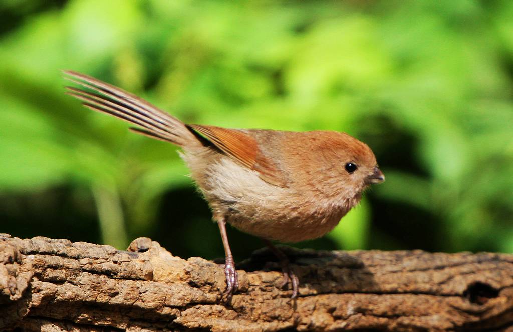  p>鸦雀属(paradoxornis;crowtits,parrotbills)是 a target="_blank"