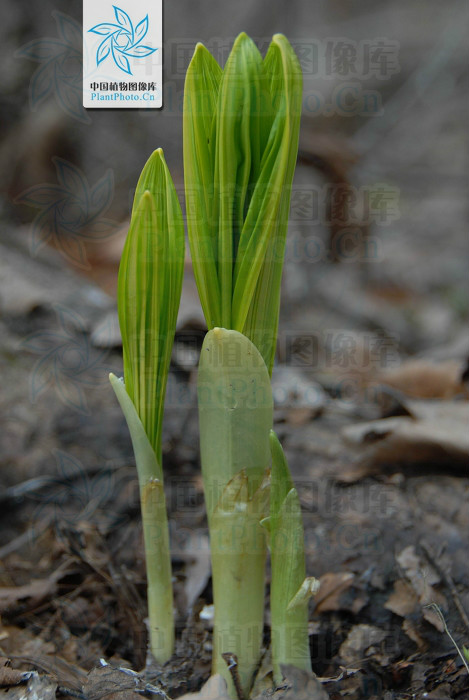 是 a target="_blank" href="/item/单子叶植物纲/6262671" data