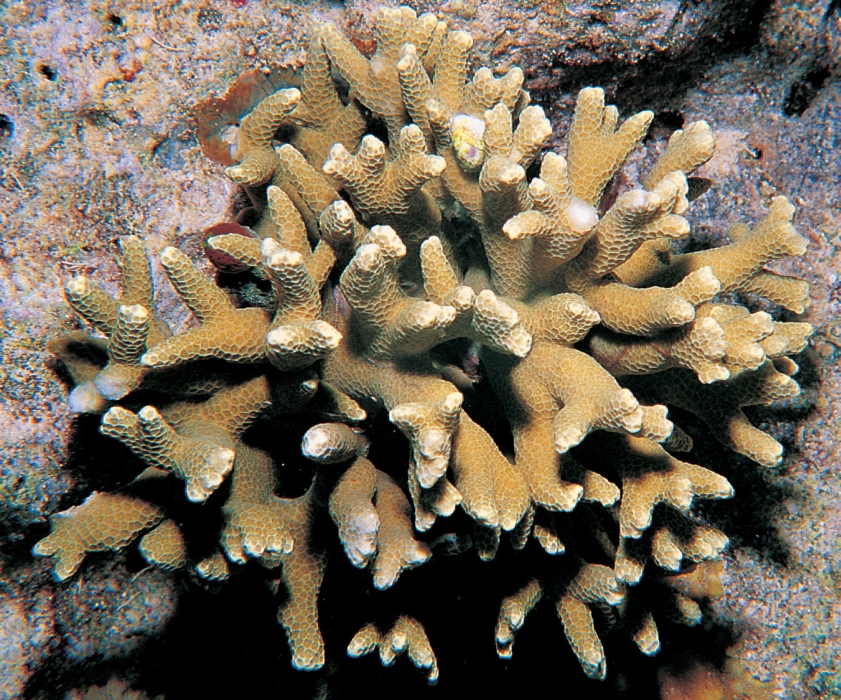  p>深海滨珊瑚, i>porites profundus /i>(rehberg,1892),孔珊瑚科 a>