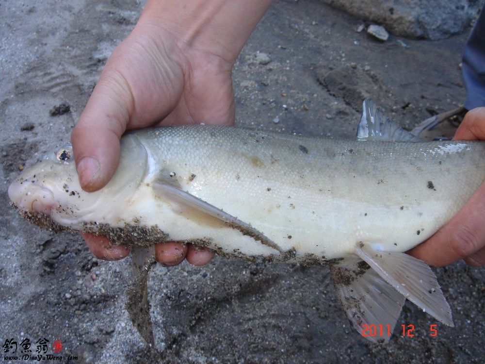  p>塔里木裂腹鱼, i>schizothorax  /i>(racoma)  i>biddulphi  /i>