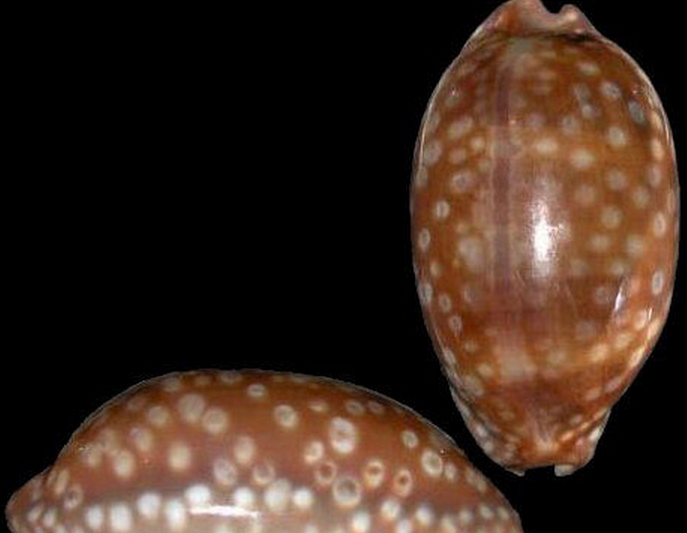 macrocypraea zebra zebra