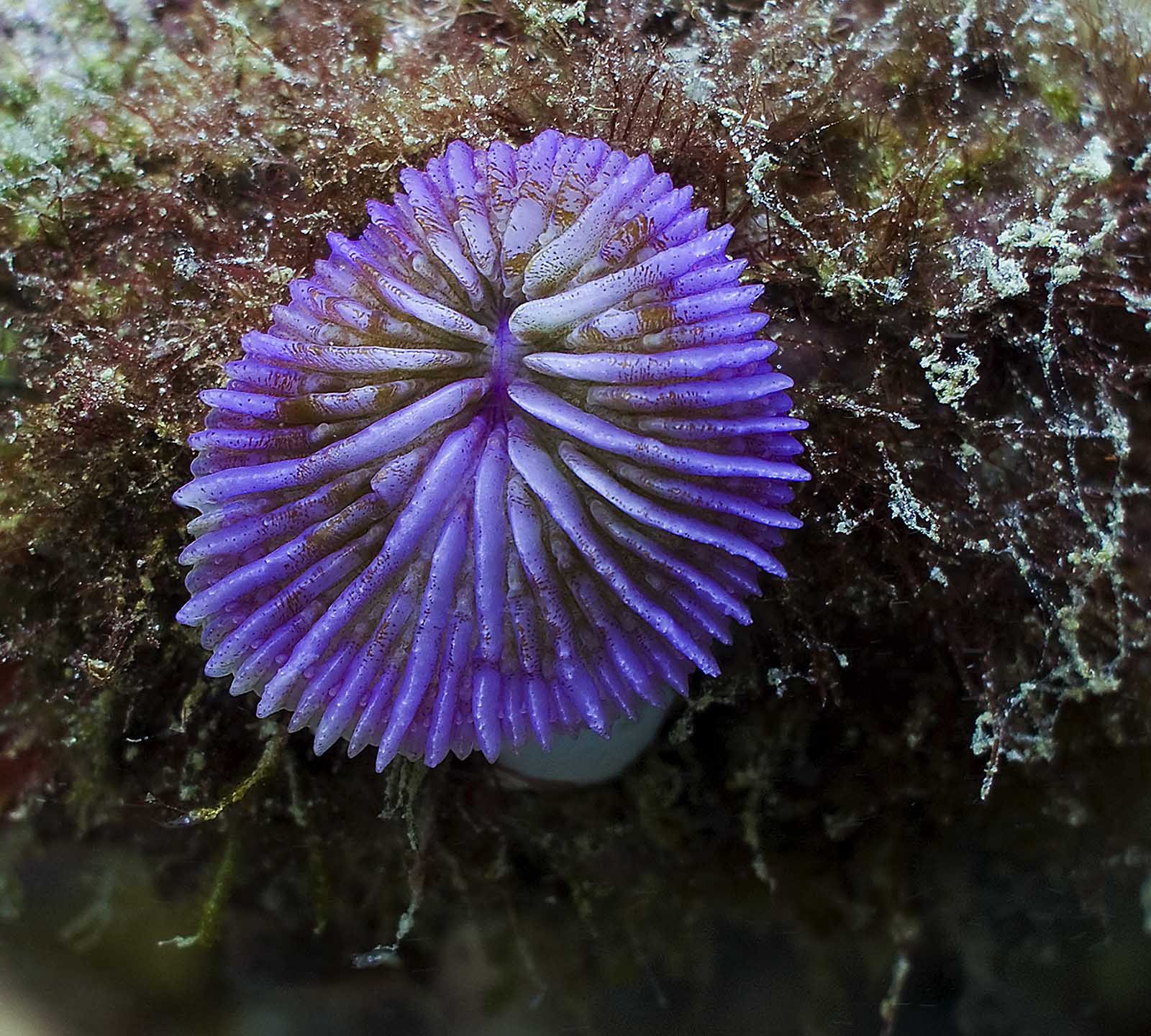  p>蕈珊瑚属(学名:fungia)是水螅型的单体或群体动物,共有25种.