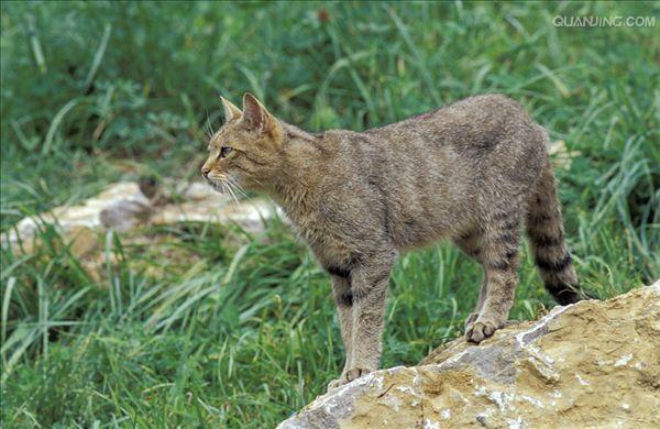  p>欧洲野猫,或称欧林猫,曾一度遍布欧洲大陆.
