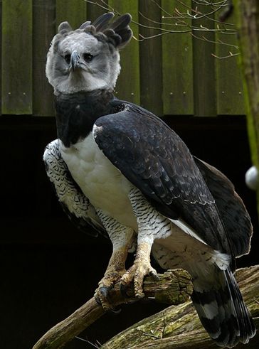 american harpy eagle