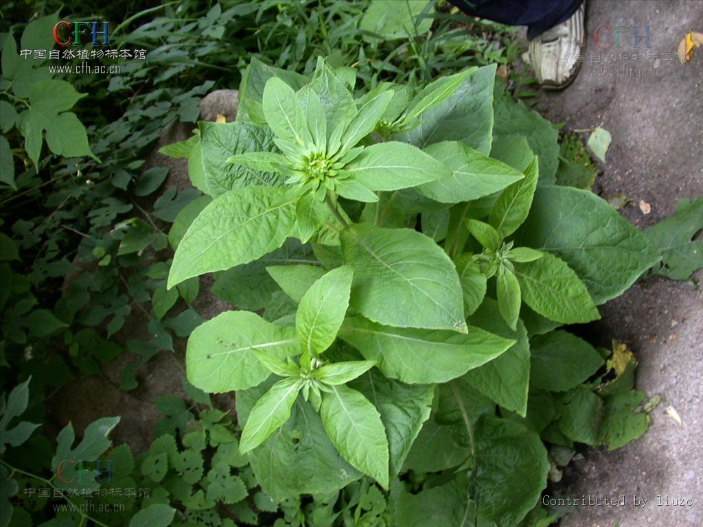  p>金挖耳(学名:carpesium divaricatum)为菊科 a href="#" data