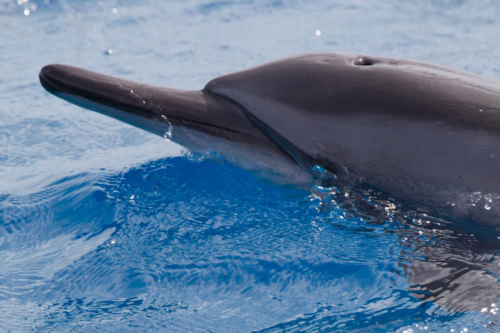 p>长吻原海豚(学名: i>stenella longirostris /i>)吻突细长为体长的