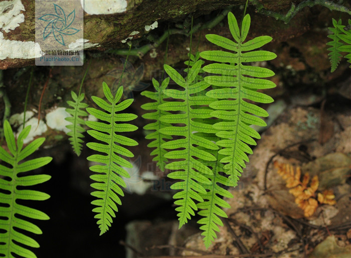  p> b>日本水龙骨 /b>(学名: b> i>polypodiodes niponica /i> /b>)