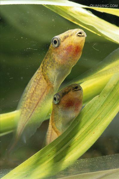  p>红眼树蛙是雨蛙的一种,属于雨蛙科,并不属于 a target="_blank"