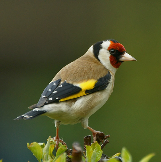  p>红额金翅雀(学名: i>carduelis carduelis /i>):共有14个 a href="