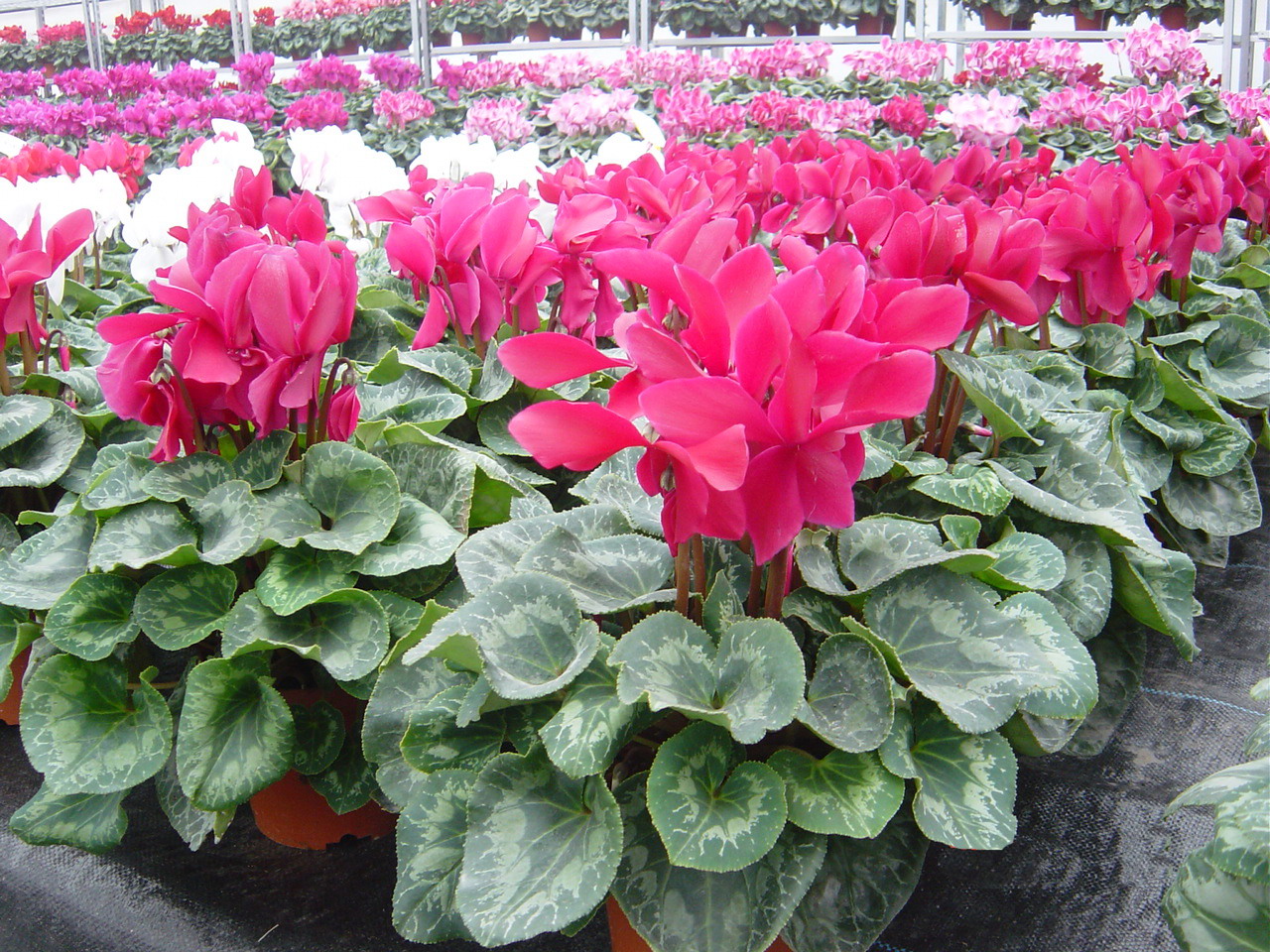  p>仙客来( i>cyclamen persicum /i> mill.