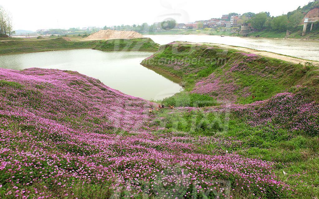  p data-id="gnwl3bz0hp">红花埠村是山东省临沂市郯城县红花乡下辖村