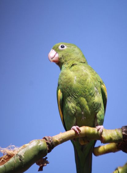  p>黄翅斑鹦哥(学名:brotogeris chiriri)是典型的