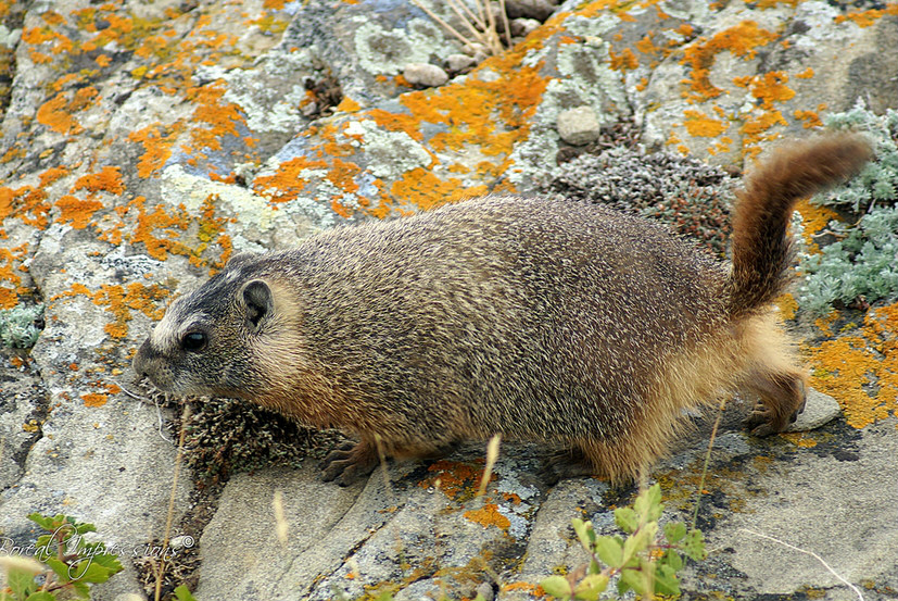 yellow-bellied woodchuck