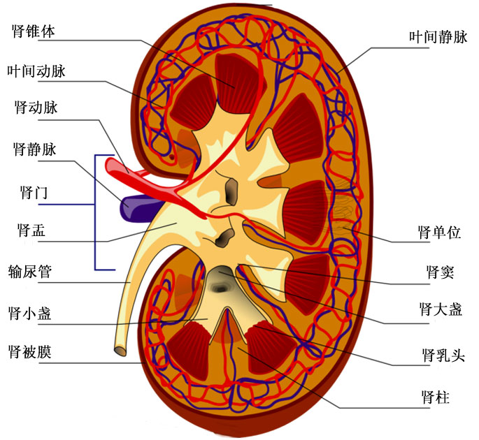原发性小血管炎